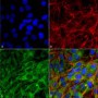 Secondary Antibodies